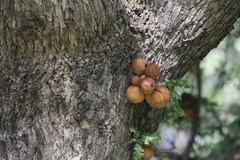 Andricus quercuscalifornicus