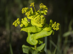 Smyrnium perfoliatum rotundifolium