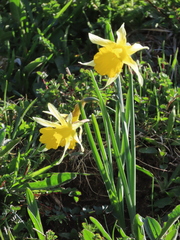 Narcissus nobilis