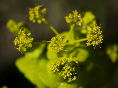 Smyrnium perfoliatum rotundifolium