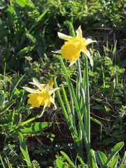 Narcissus nobilis