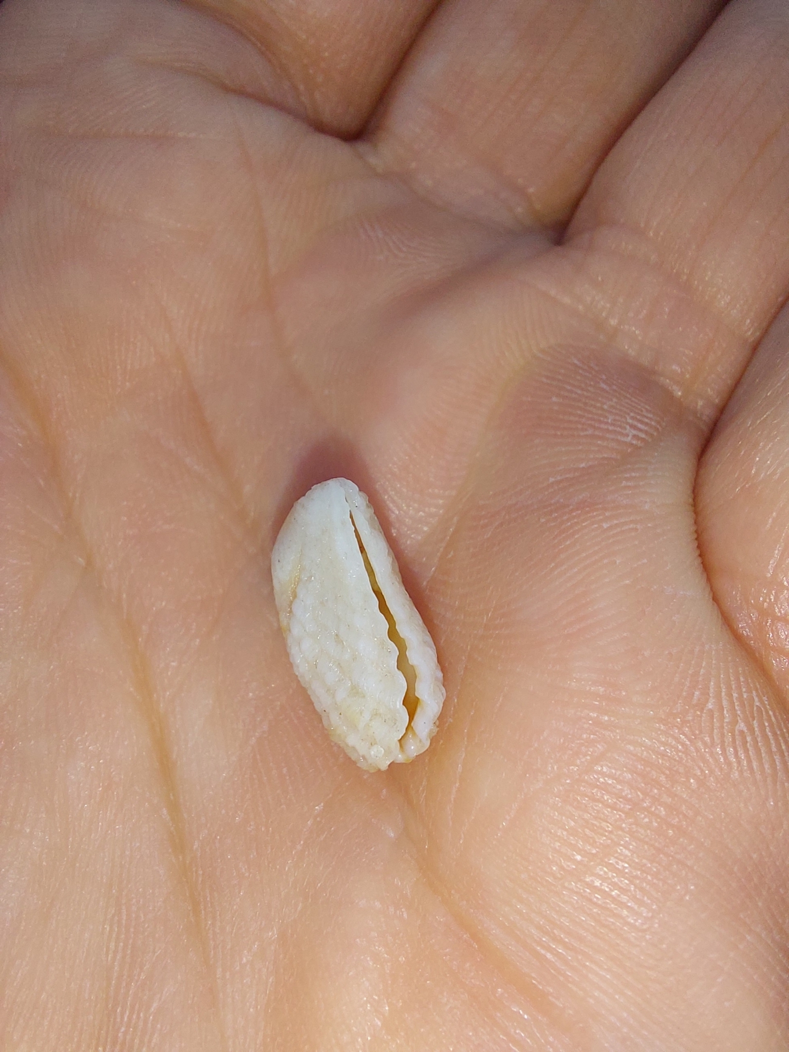 Cardita calyculata