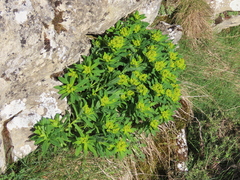 Euphorbia hyberna