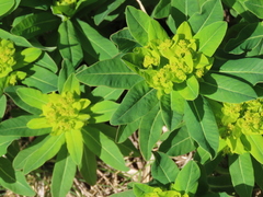 Euphorbia hyberna