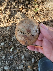 Andricus quercuscalifornicus