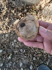 Andricus quercuscalifornicus