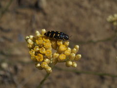 Acmaeodera quadrifasciata quadrifasciata