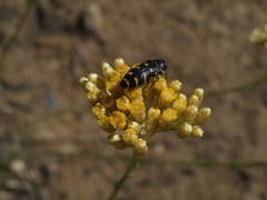 Acmaeodera quadrifasciata quadrifasciata