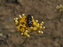 Acmaeodera quadrifasciata quadrifasciata