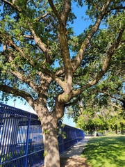 Andricus quercuscalifornicus