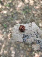 Cynips quercusfolii