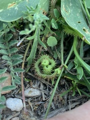 Scorpiurus muricatus