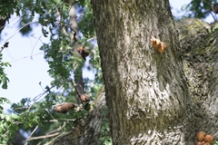 Andricus quercuscalifornicus