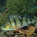 European Perch - Photo (c) Gilles San Martin, some rights reserved (CC BY-SA)