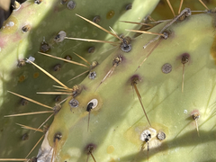 Opuntia caboensis