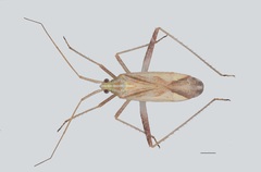 Phytocoris miridioides