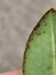 Stephanitis pyrioides