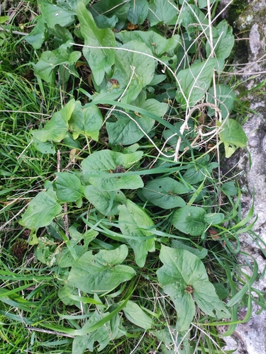 ნიუკასებრნი (Araceae)