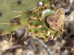 Opuntia caboensis
