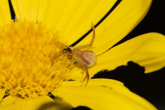 Misumenops rubrodecoratus