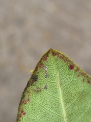 Stephanitis pyrioides