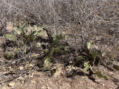 Opuntia caboensis