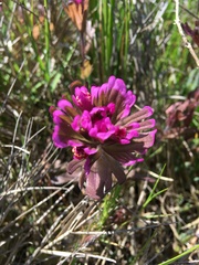 Castilleja ambigua humboldtiensis