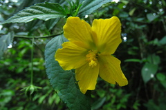 Pavonia sepium