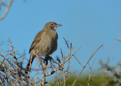 Pseudoseisura gutturalis