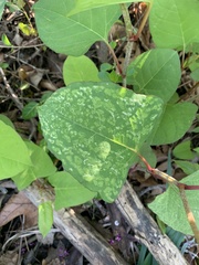 Reynoutria japonica