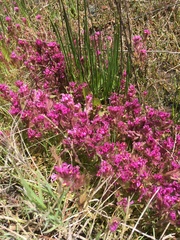 Castilleja ambigua humboldtiensis