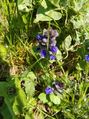 Ajuga × hybrida