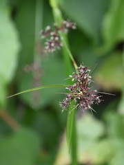 Scleria terrestris