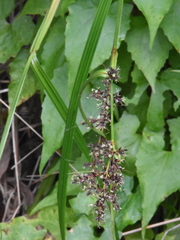 Scleria terrestris