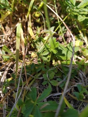 Potentilla heptaphylla