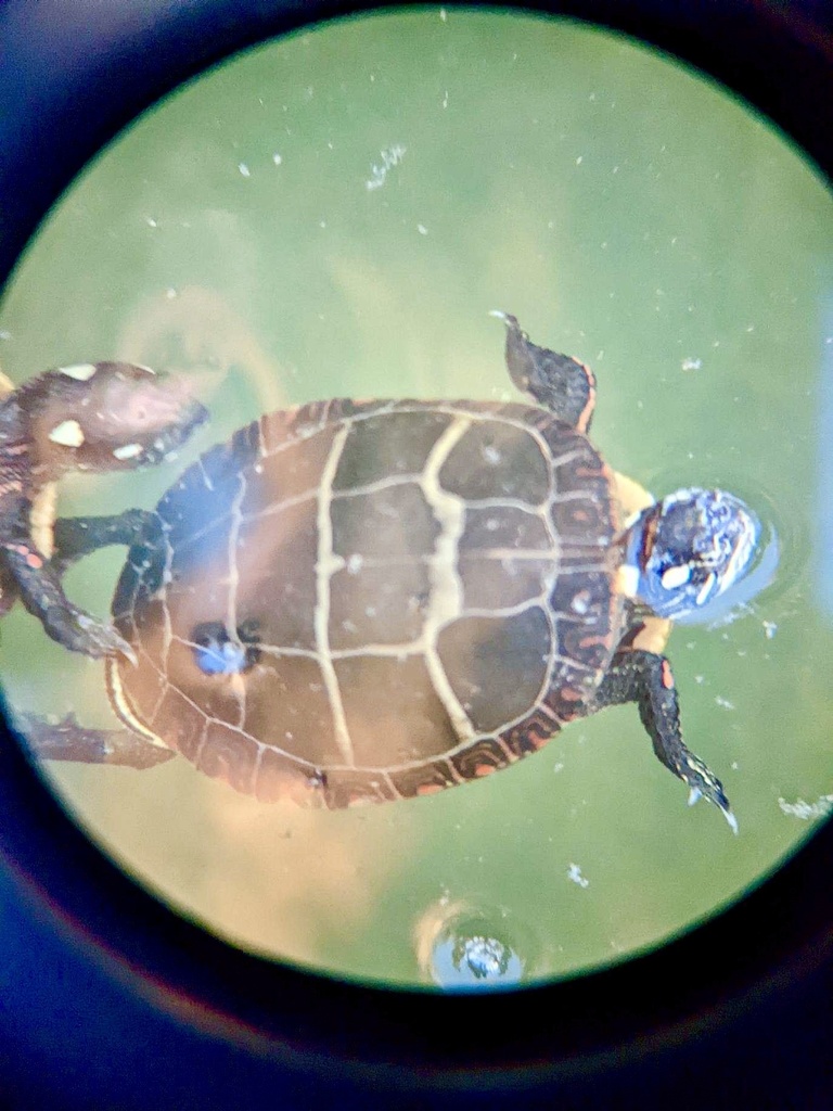 Painted Turtle In April 2022 By Lizardtopaz INaturalist   Large 