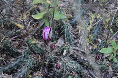 Echinocereus berlandieri