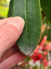 Stephanitis pyrioides