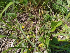 Potentilla heptaphylla