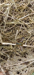 Chrysotoxum festivum