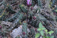 Echinocereus berlandieri