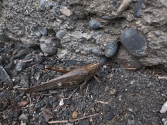 Anacridium aegyptium