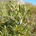 Cryptocarya angustifolia - Photo (c) MB, algunos derechos reservados (CC BY-NC), subido por MB