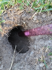 Otospermophilus beecheyi