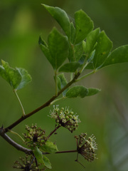 Eleutherococcus trifoliatus