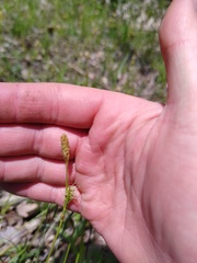 Carex michelii