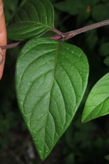 Pfaffia iresinoides