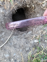 Otospermophilus beecheyi