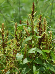 Rumex trisetifer