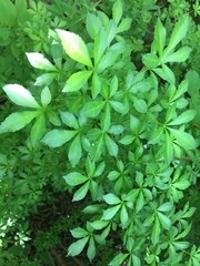 Eleutherococcus sieboldianus